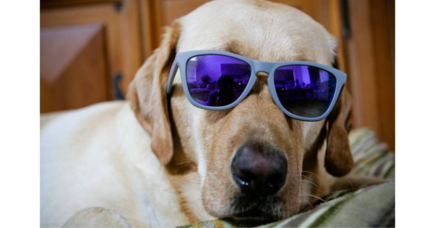 Can Dogs See in Ultraviolet? Psychology Today